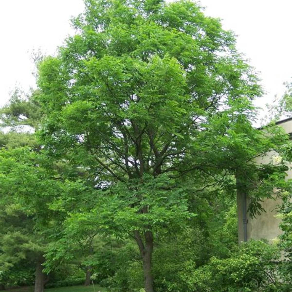 Kentucky Coffeetree