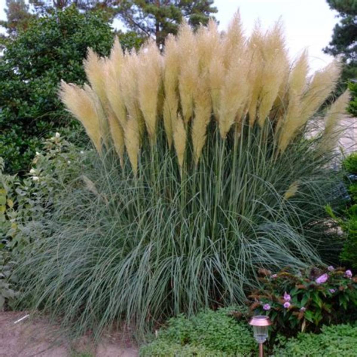 Blue Bayou Pampas Grass