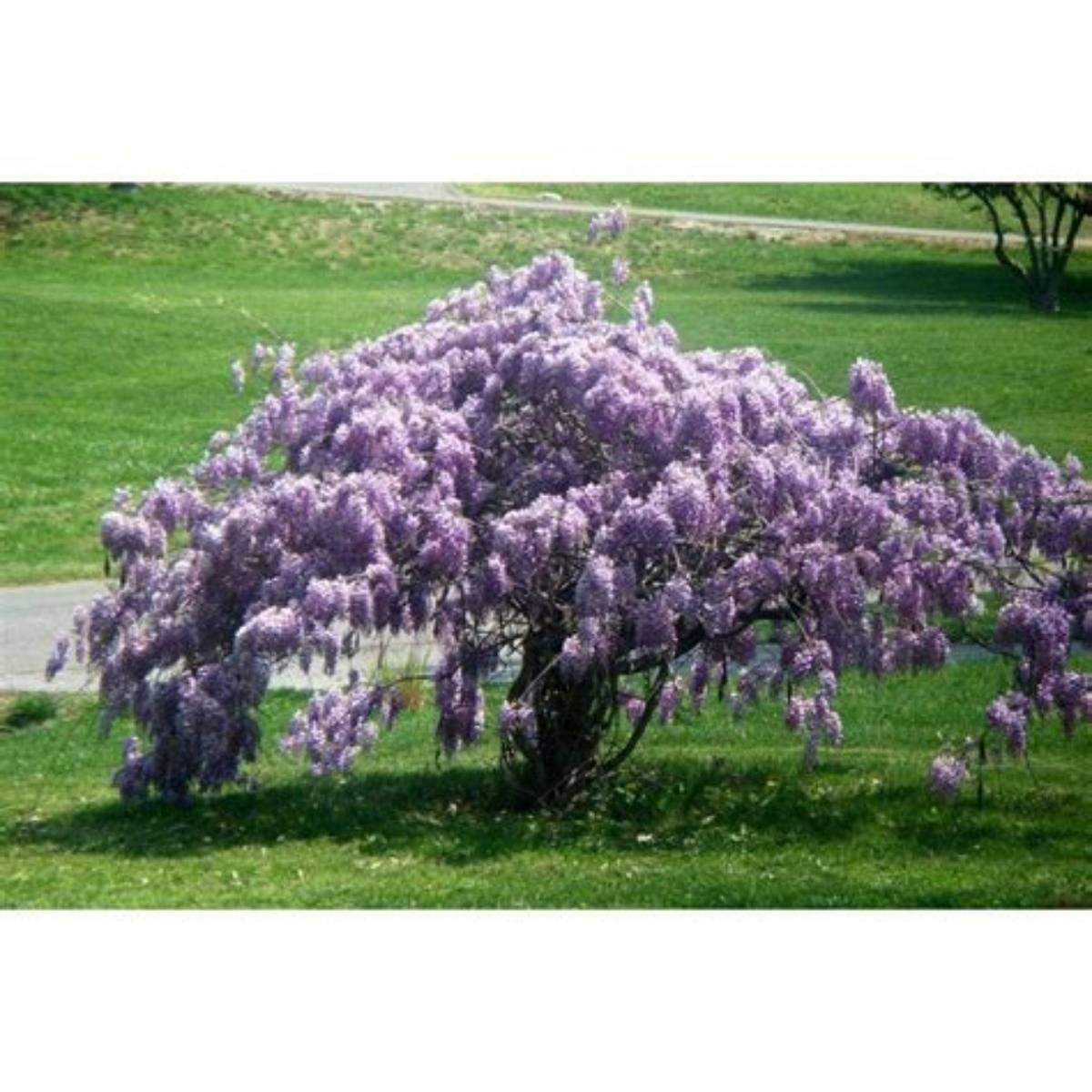 Amethyst Falls Wisteria - Tree Form
