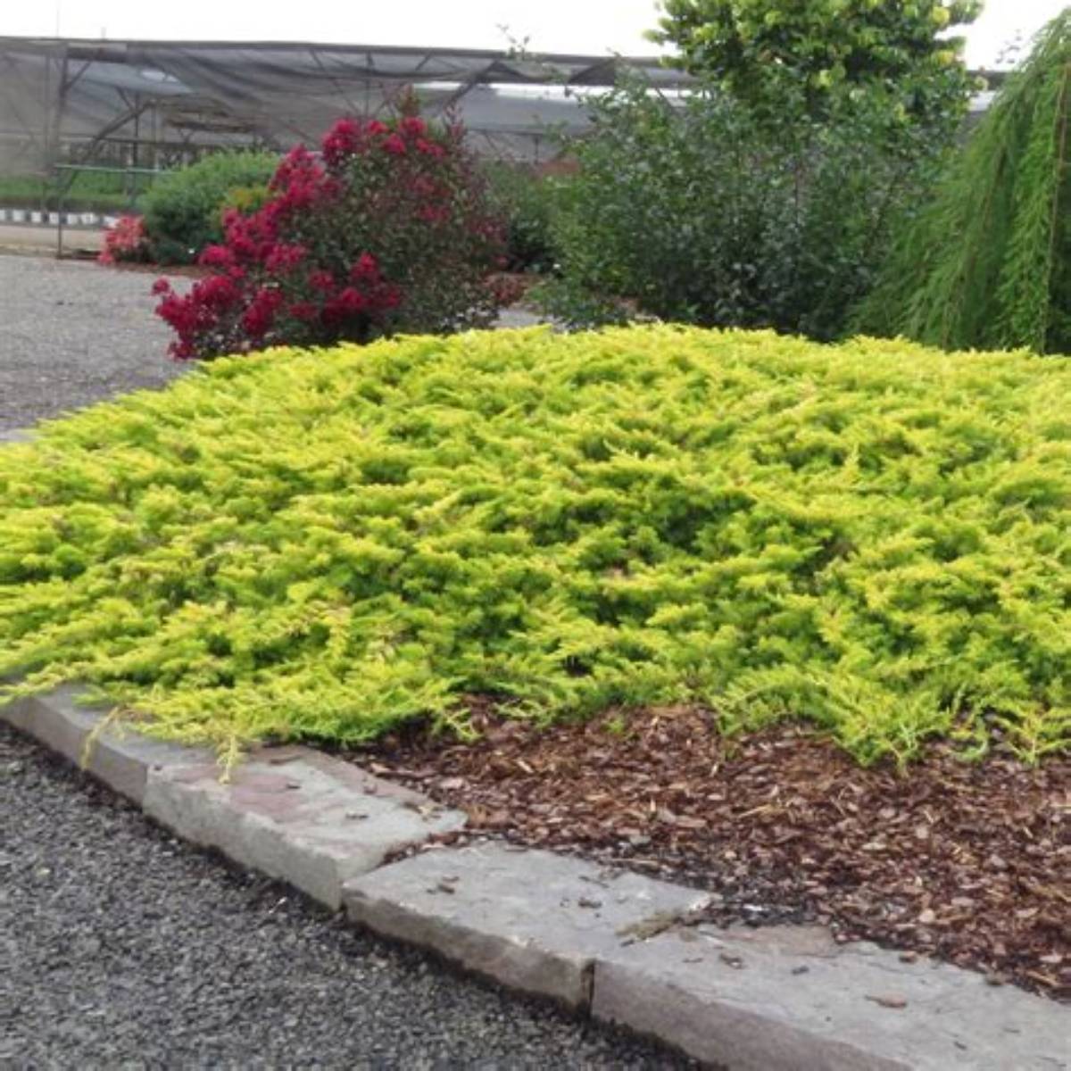 Golden Pacific™ Juniper