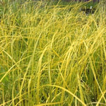 Golden Needles Prairie Dropseed
