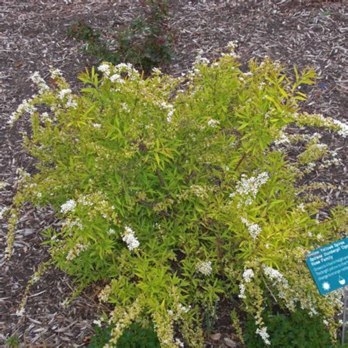Gold Thread™ Spirea