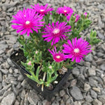 Solstice Purple Bicolor Ice Plant