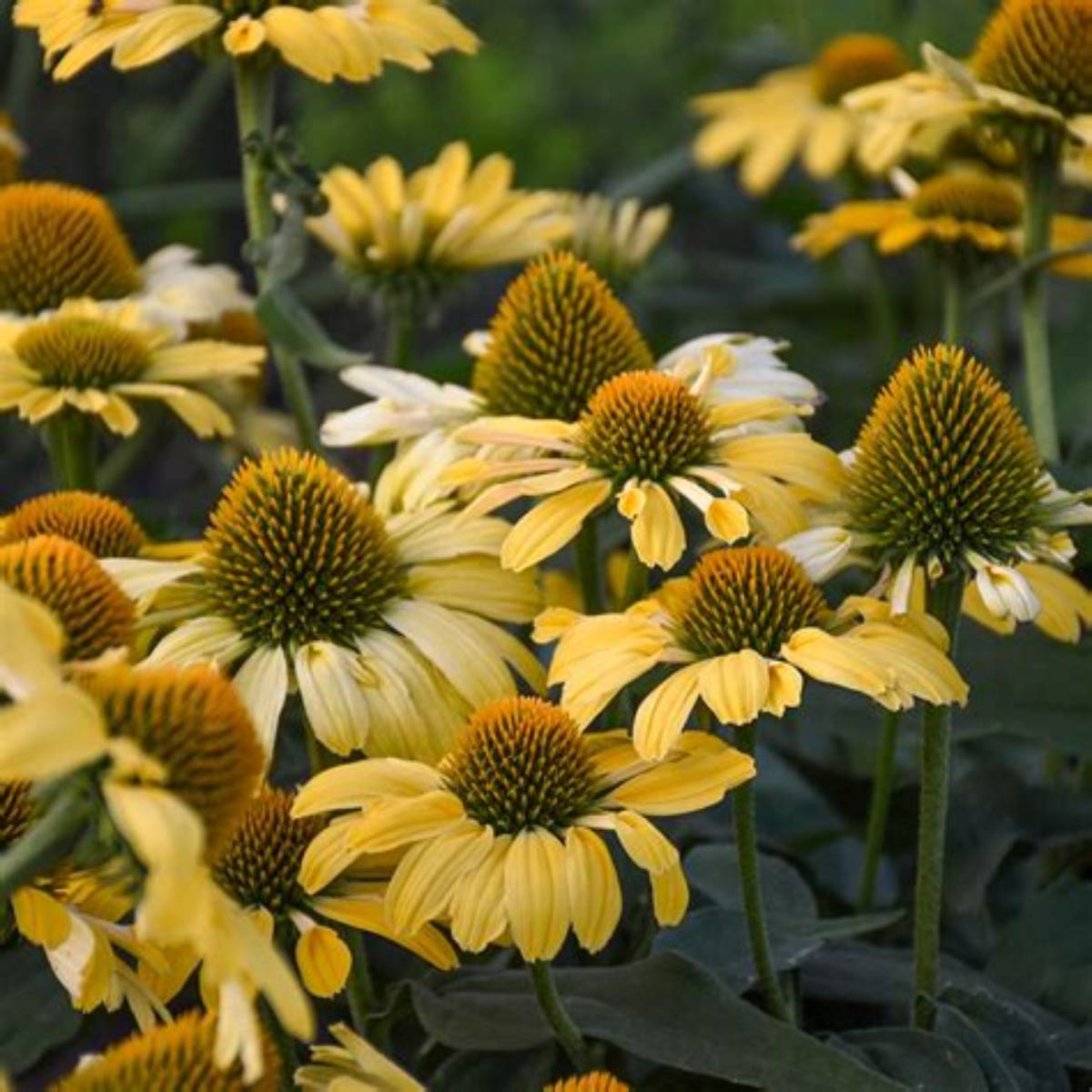 Color Coded®Yellow My Darling Coneflower