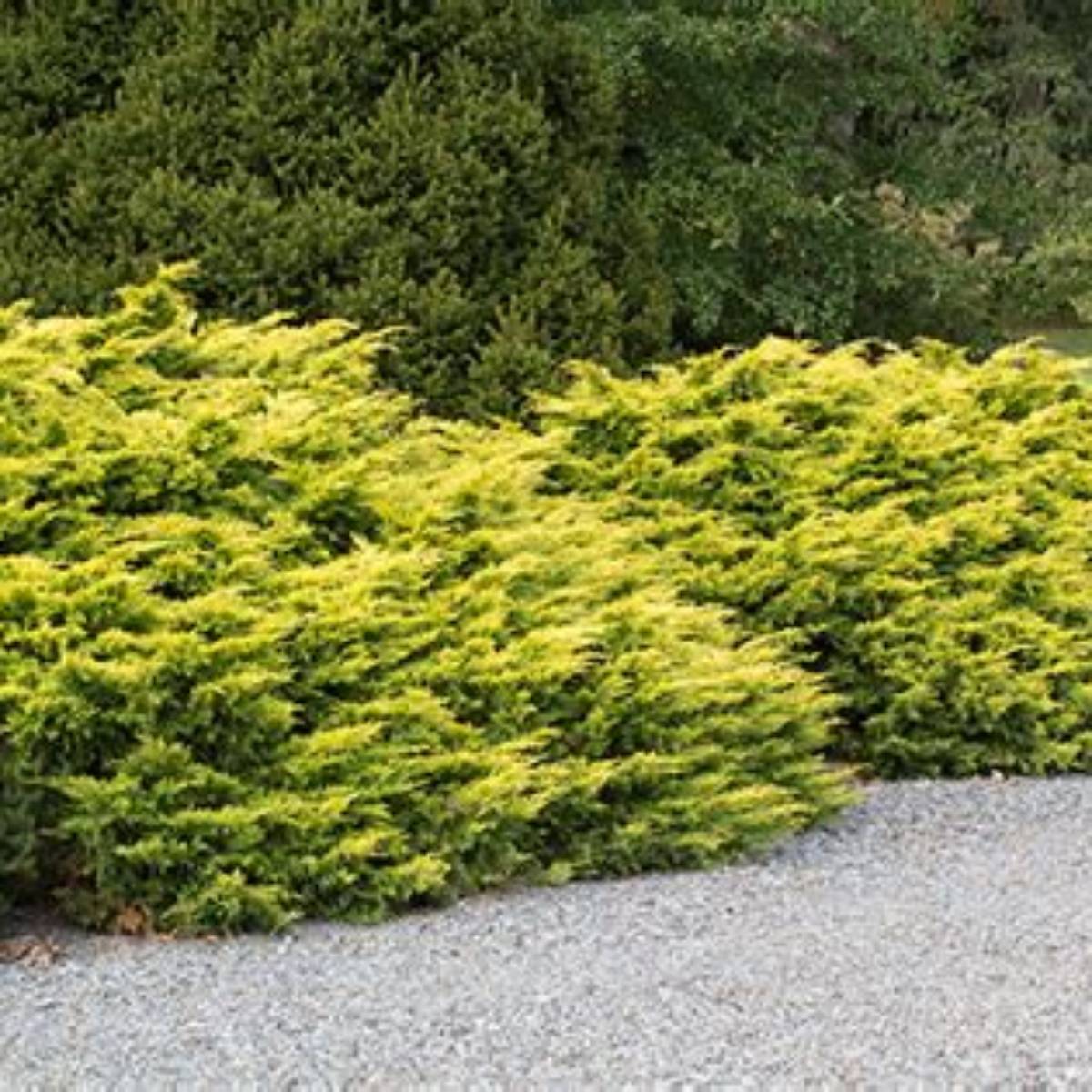 Saybrook Gold® Juniper