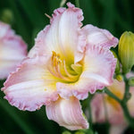 Fairy Tale Pink Daylily