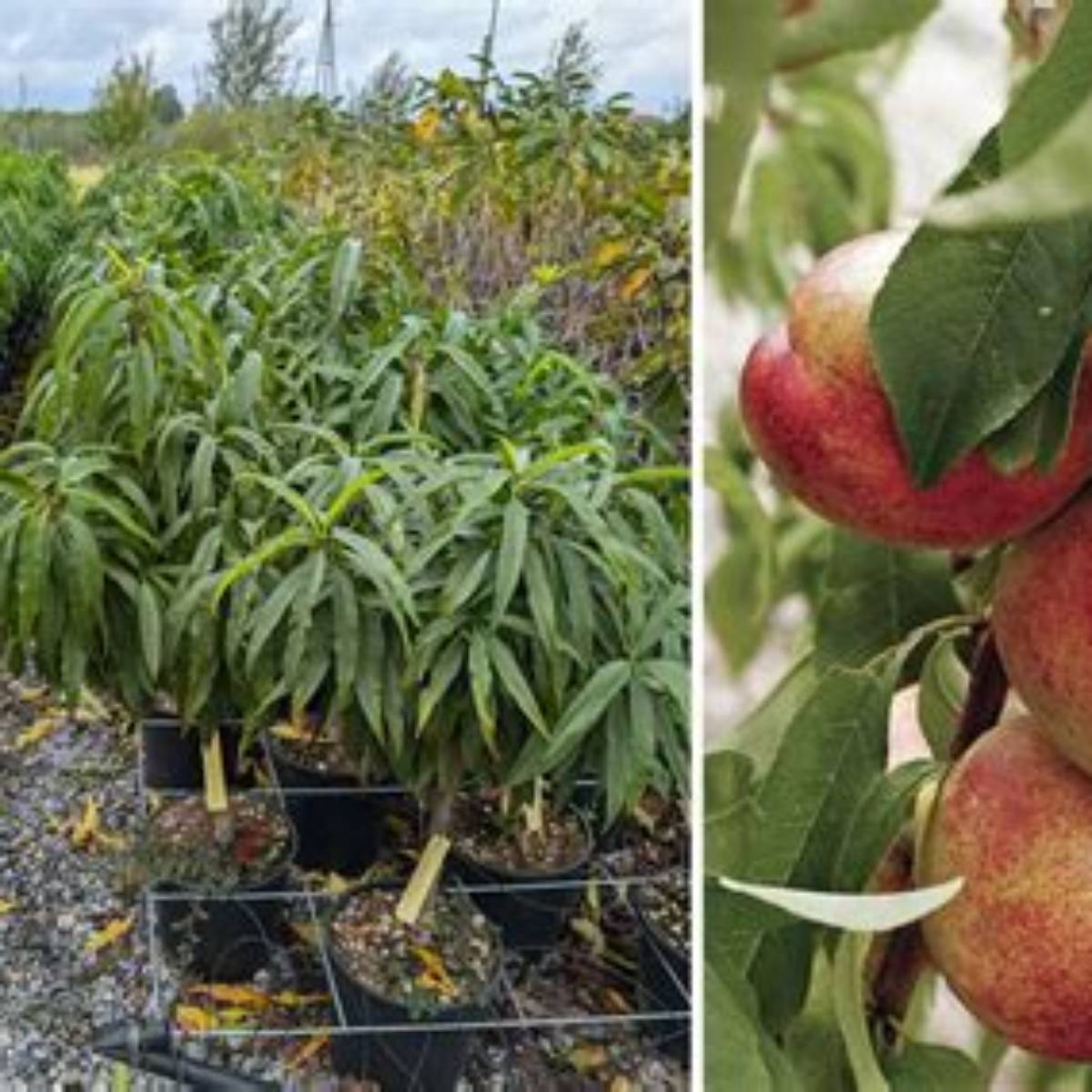 Ozark Mango™ Nectarine Tree