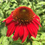 Sombrero® Salsa Red Coneflower