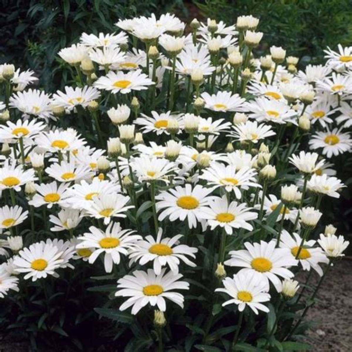 Alaska Shasta Daisy