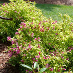 Bubbly Wine™ Weigela