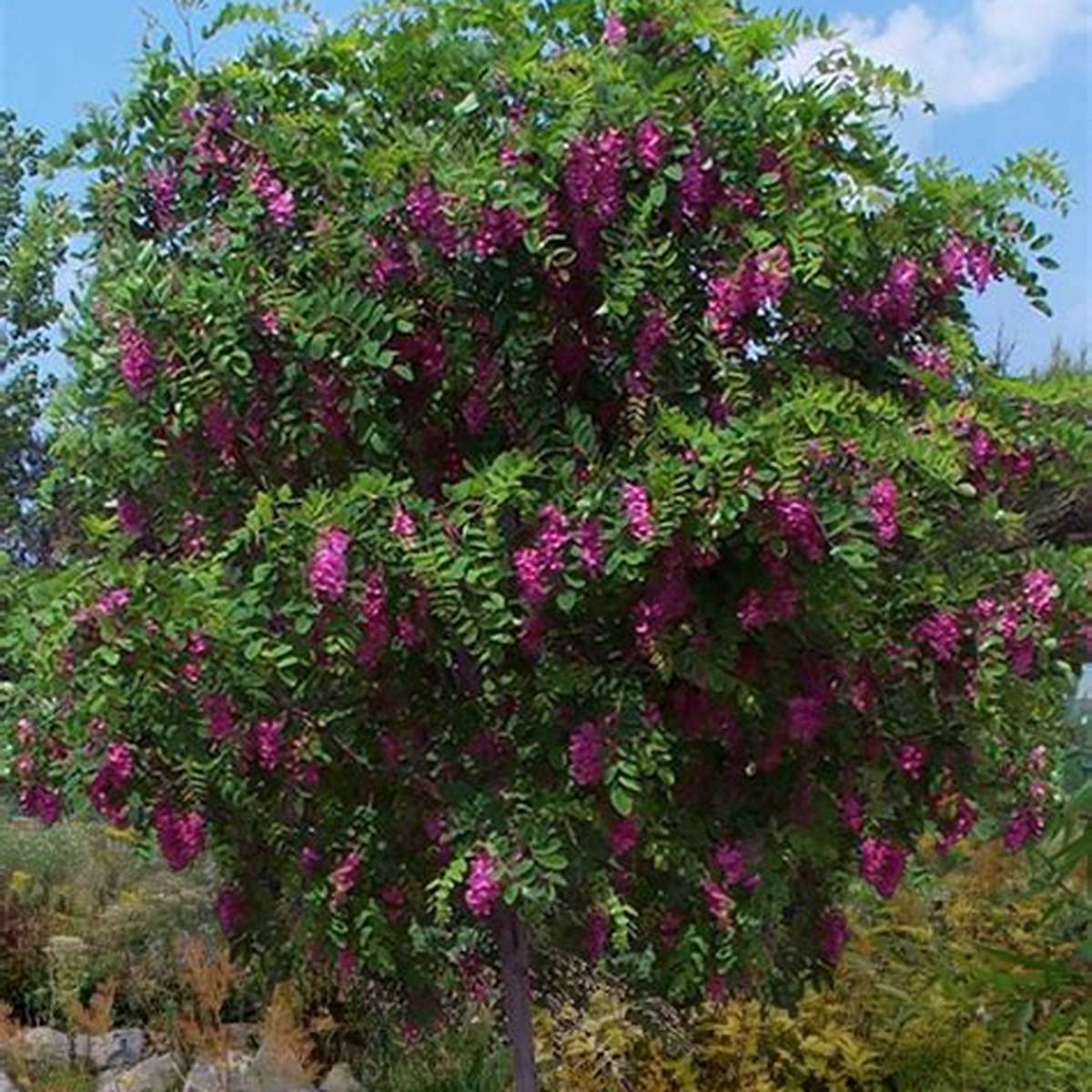 Purple Robe Black Locust Tree