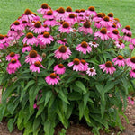 PowWow® Wild Berry Coneflower