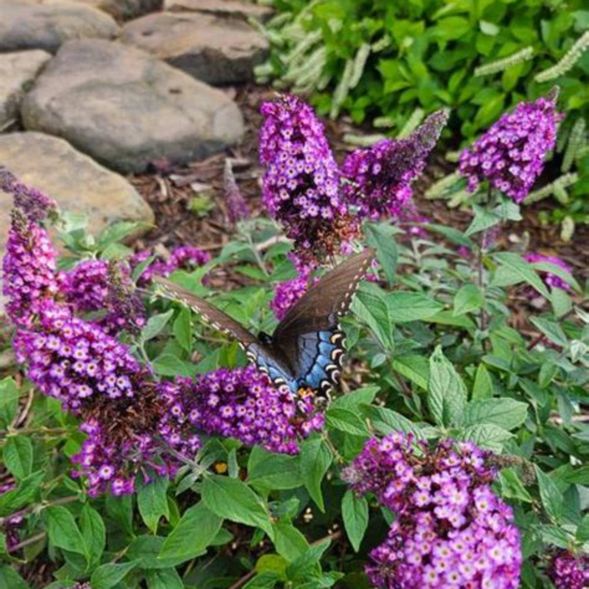 Blueberry Pie™ Butterfly Bush