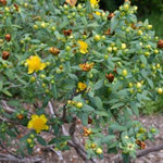 Sunburst St. Johnswort