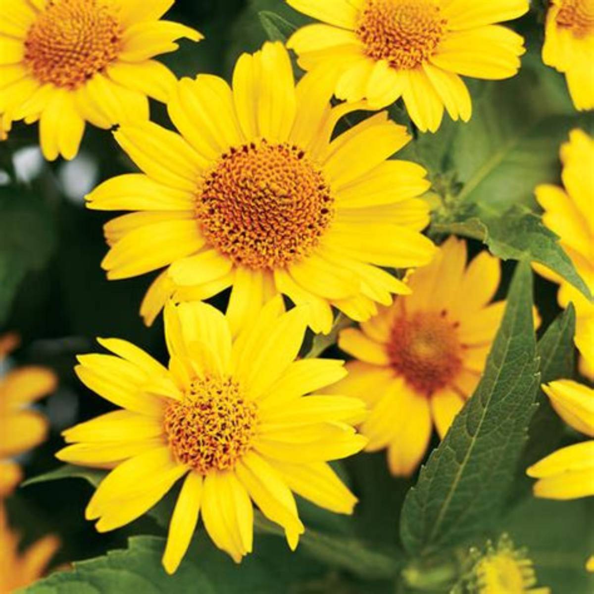 Tuscan Sun Sunflower