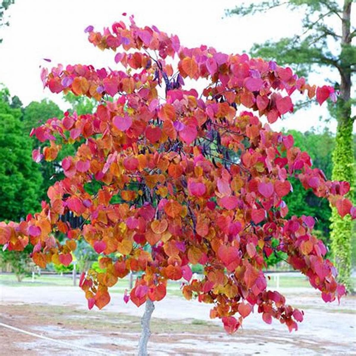 Flame Thrower® Redbud Tree