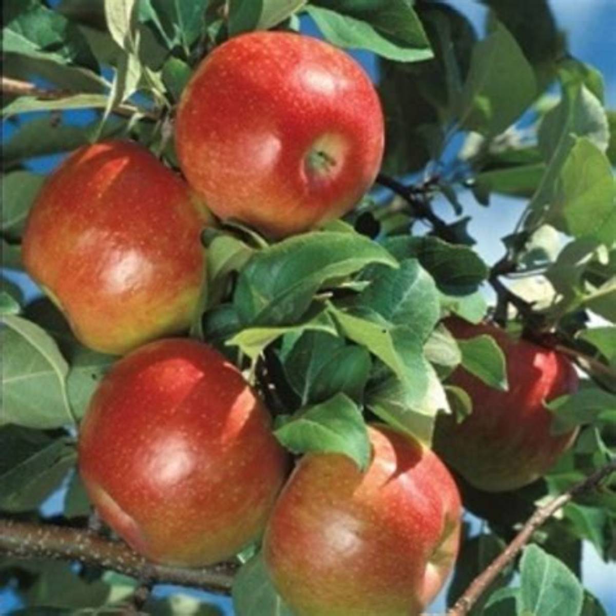 Honeycrisp™ Apple Tree