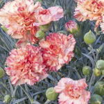 Scent First® Orange Sparkler Dianthus