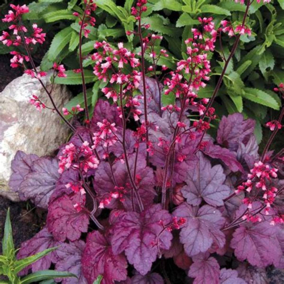 Grape Soda Coral Bells