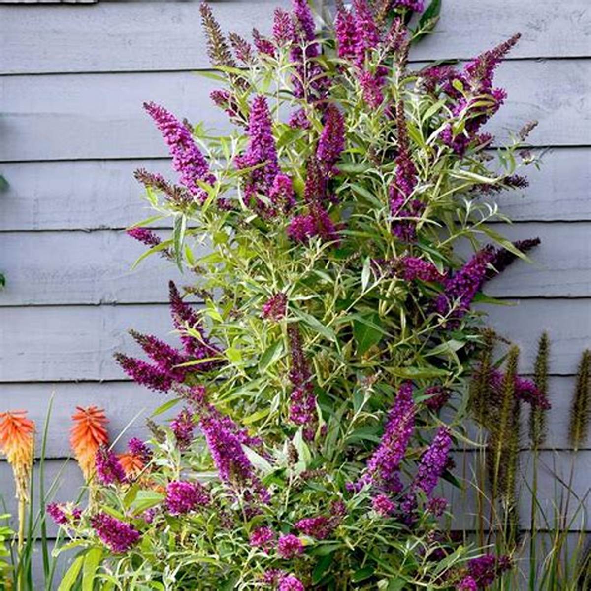 Butterfly Towers™ Magenta Butterfly Bush