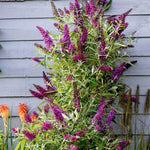 Butterfly Towers™ Magenta Butterfly Bush