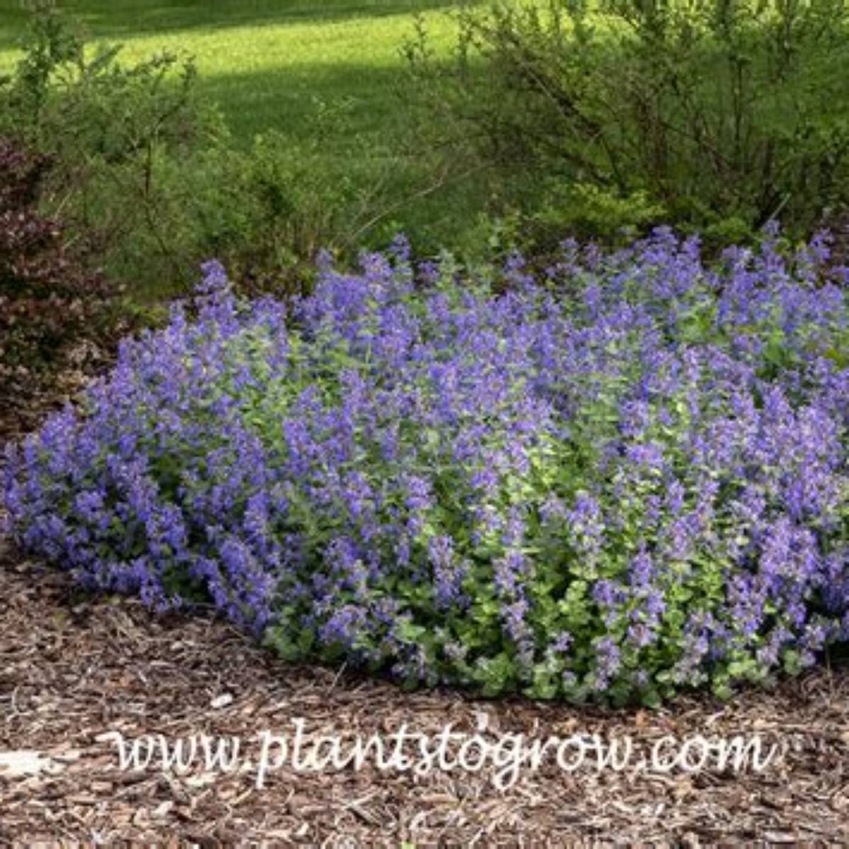 Early Bird Catmint