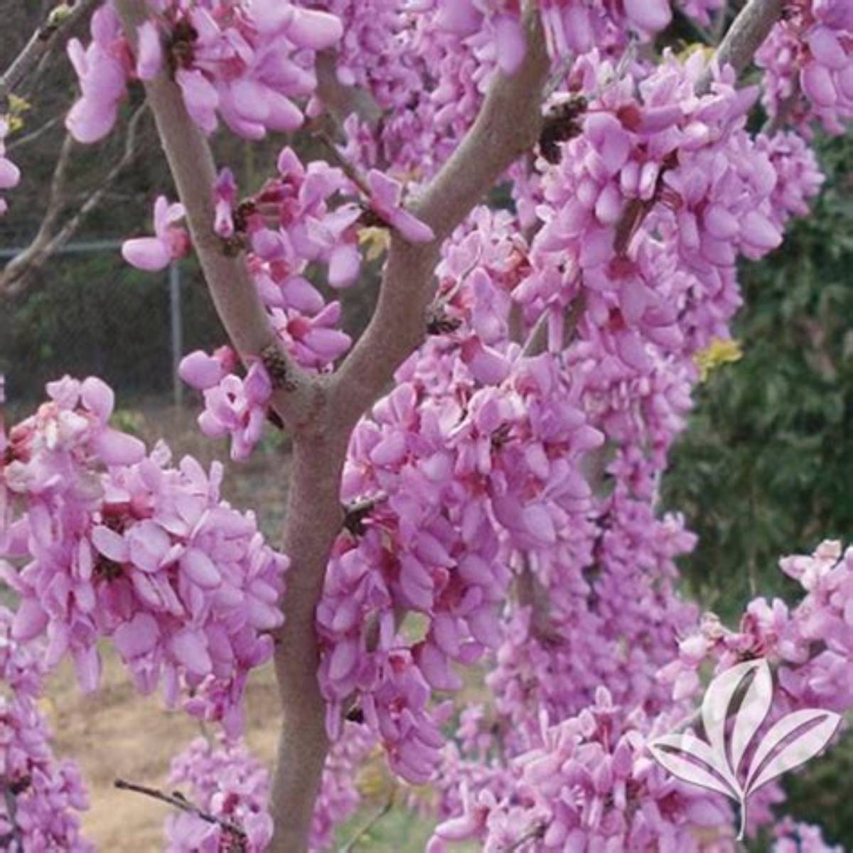 Bubble Gum Redbud Tree