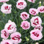 Scent First® Raspberry Surprise Dianthus