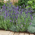 Ellagance Purple Lavender