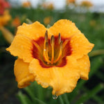 Kokomo Sunset™ Kokomo™ Daylily