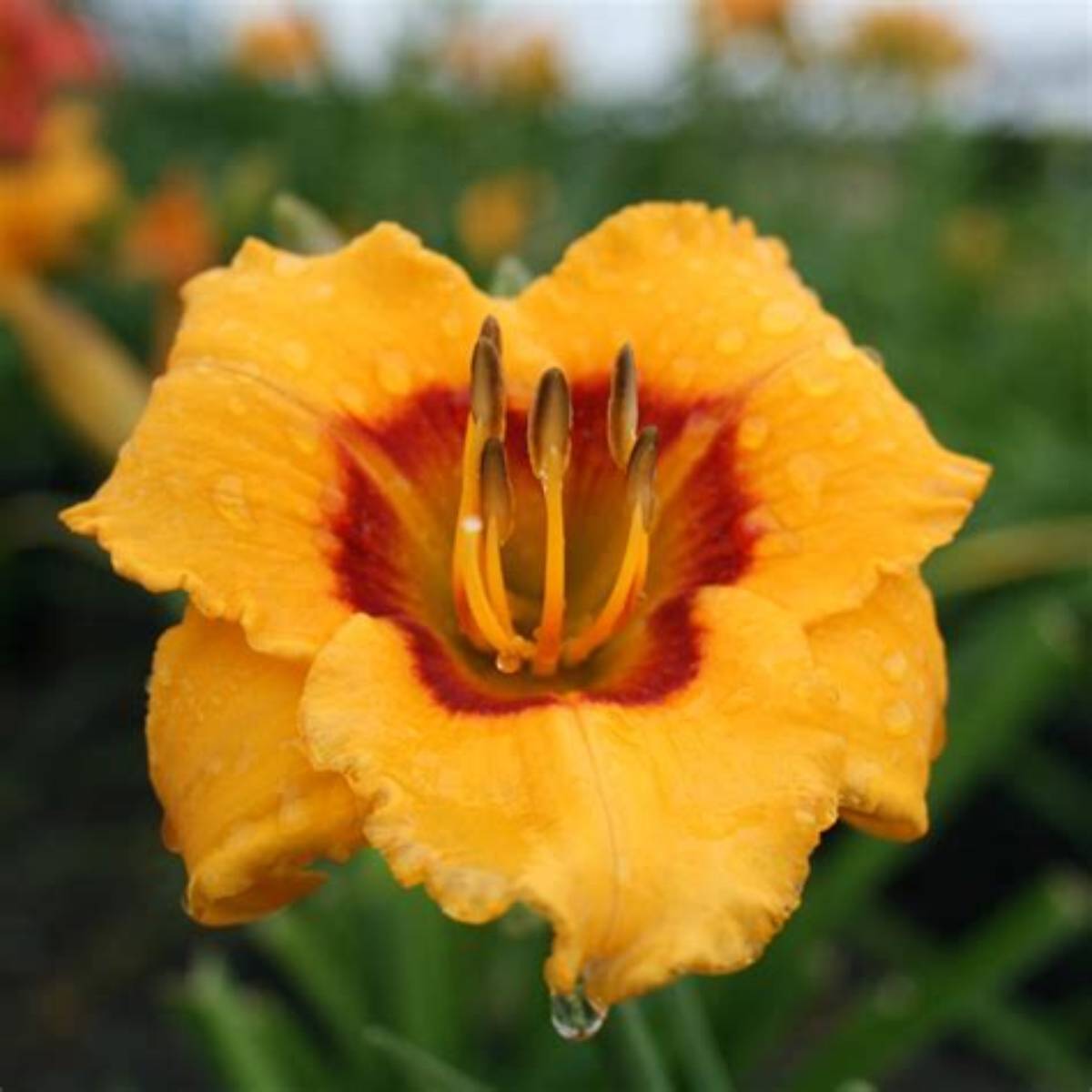 Kokomo Sunset™ Kokomo™ Daylily