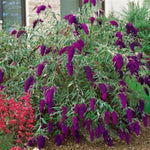Nanho Purple Butterfly Bush