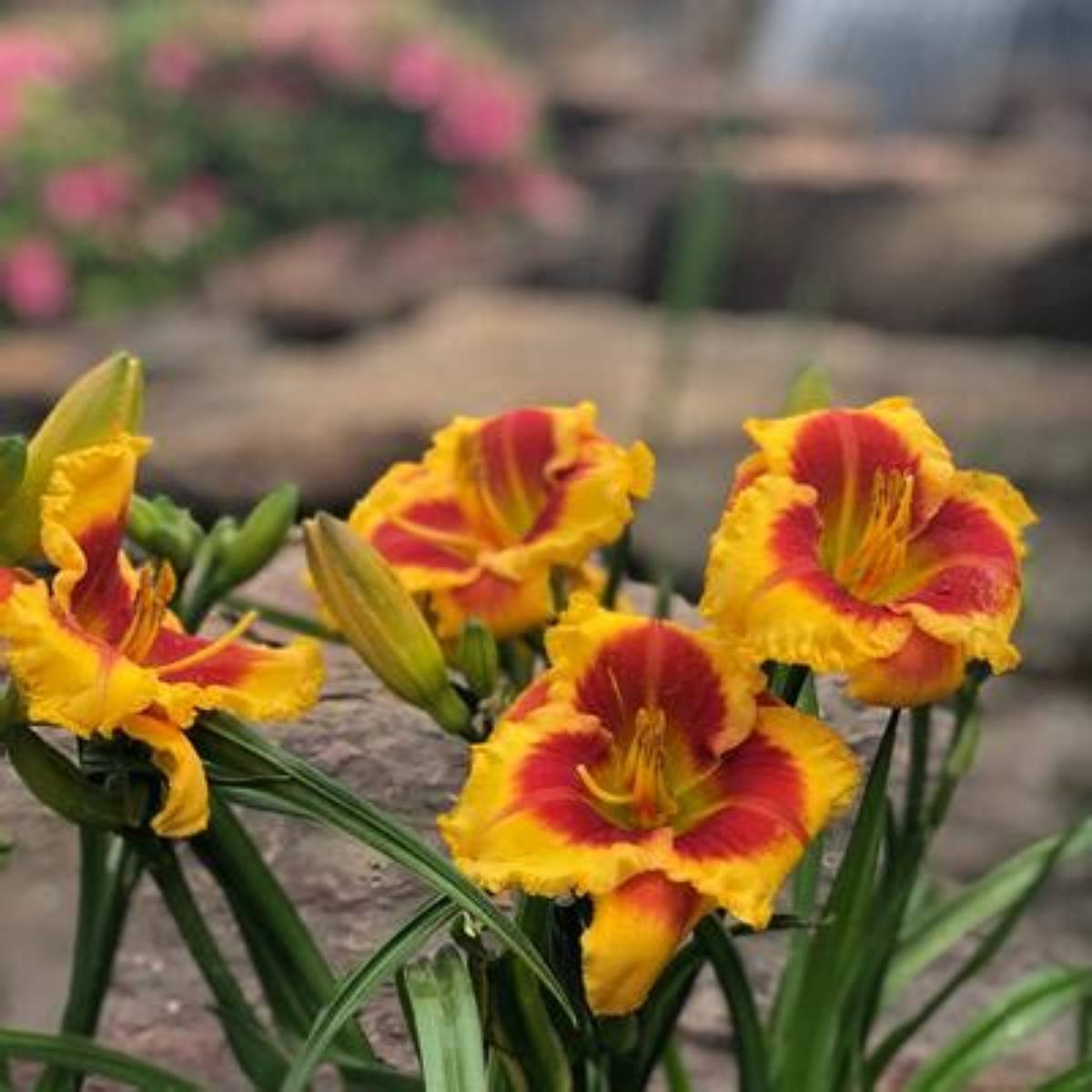 Island Bonfire™ Kokomo™ Daylily