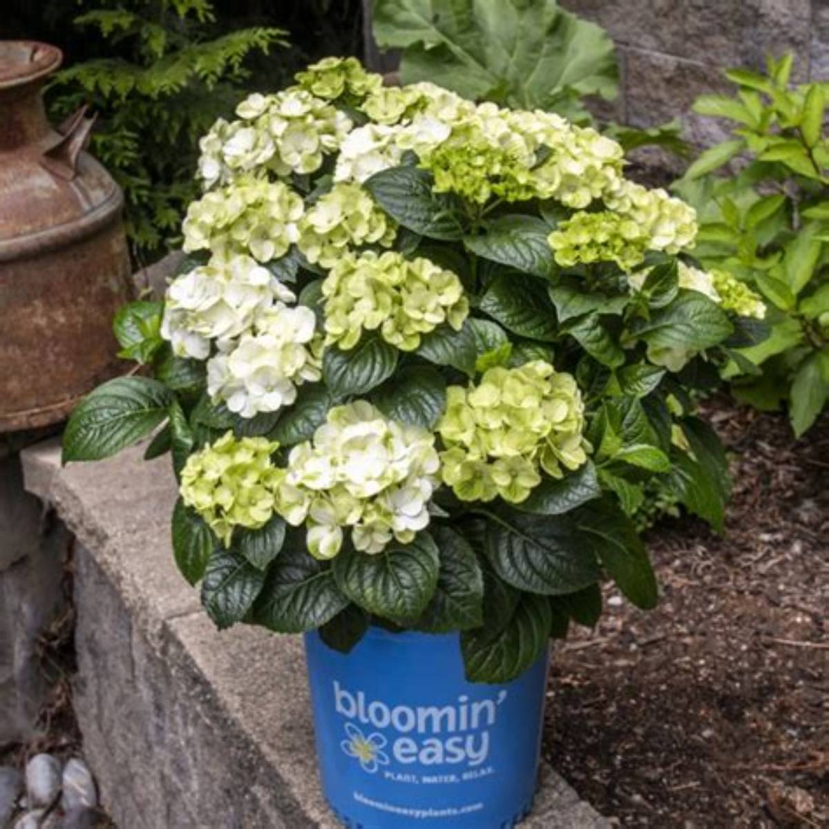 Grin and Tonic™ Reblooming Hydrangea