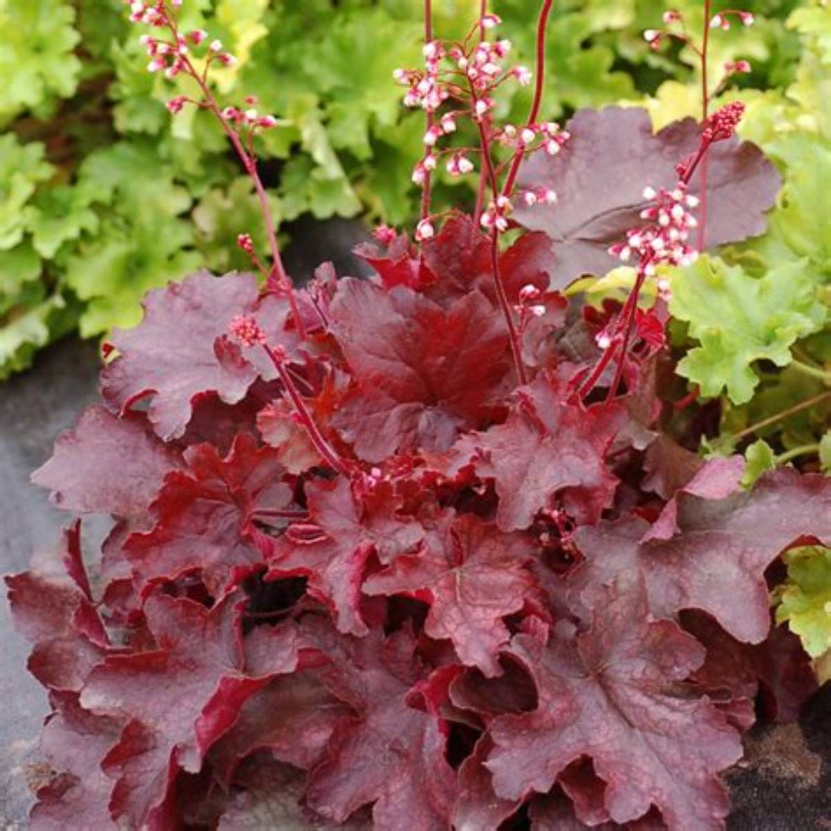Fire Chief Coral Bells