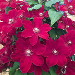 Rouge Cardinal Clematis Ladder
