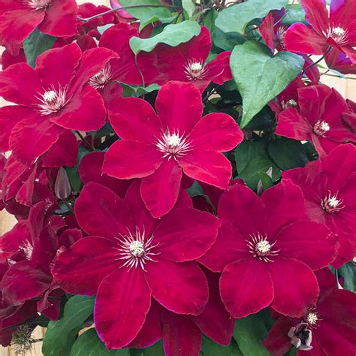 Rouge Cardinal Clematis Ladder