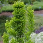 Peve Minaret Dwarf Bald Cypress Tree