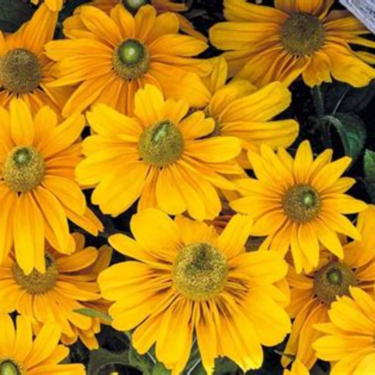 Amarillo Gold Black-eyed Susan