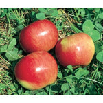 State Fair Apple Tree