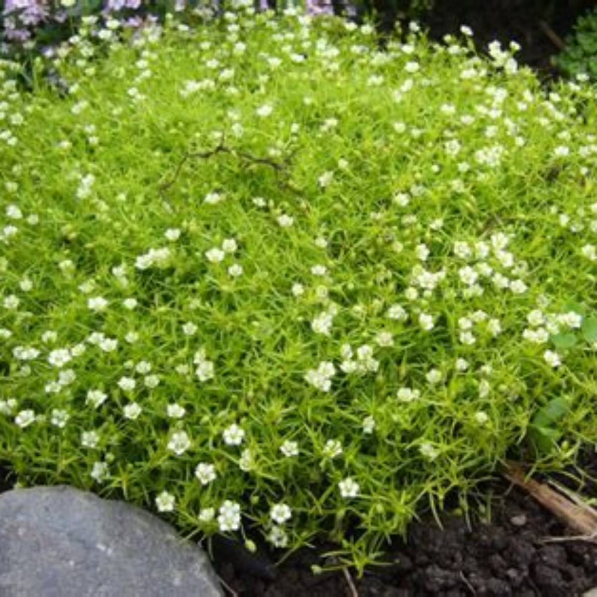 Irish Moss