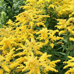 Little Miss Sunshine Goldenrod
