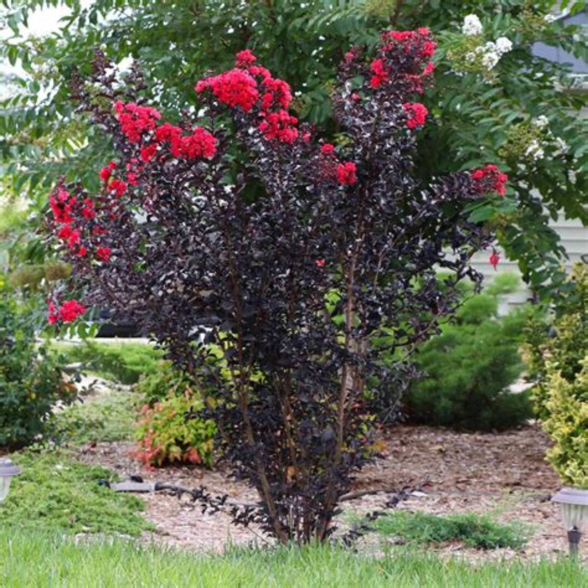 Thunderstruck™ Ruby Crapemyrtle