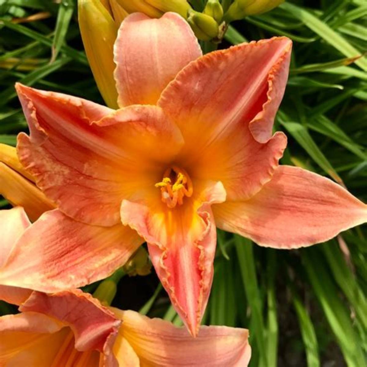 Sirocco Daylily