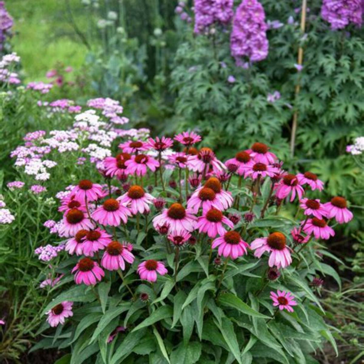 Color Coded®Fuchsia is Bright Coneflower