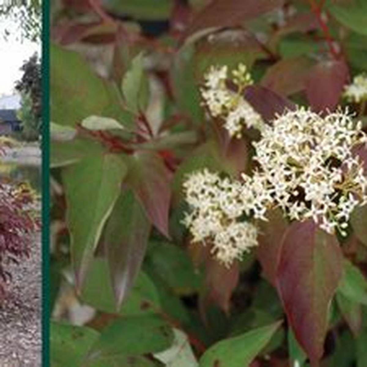 Irish Setter™ Dogwood
