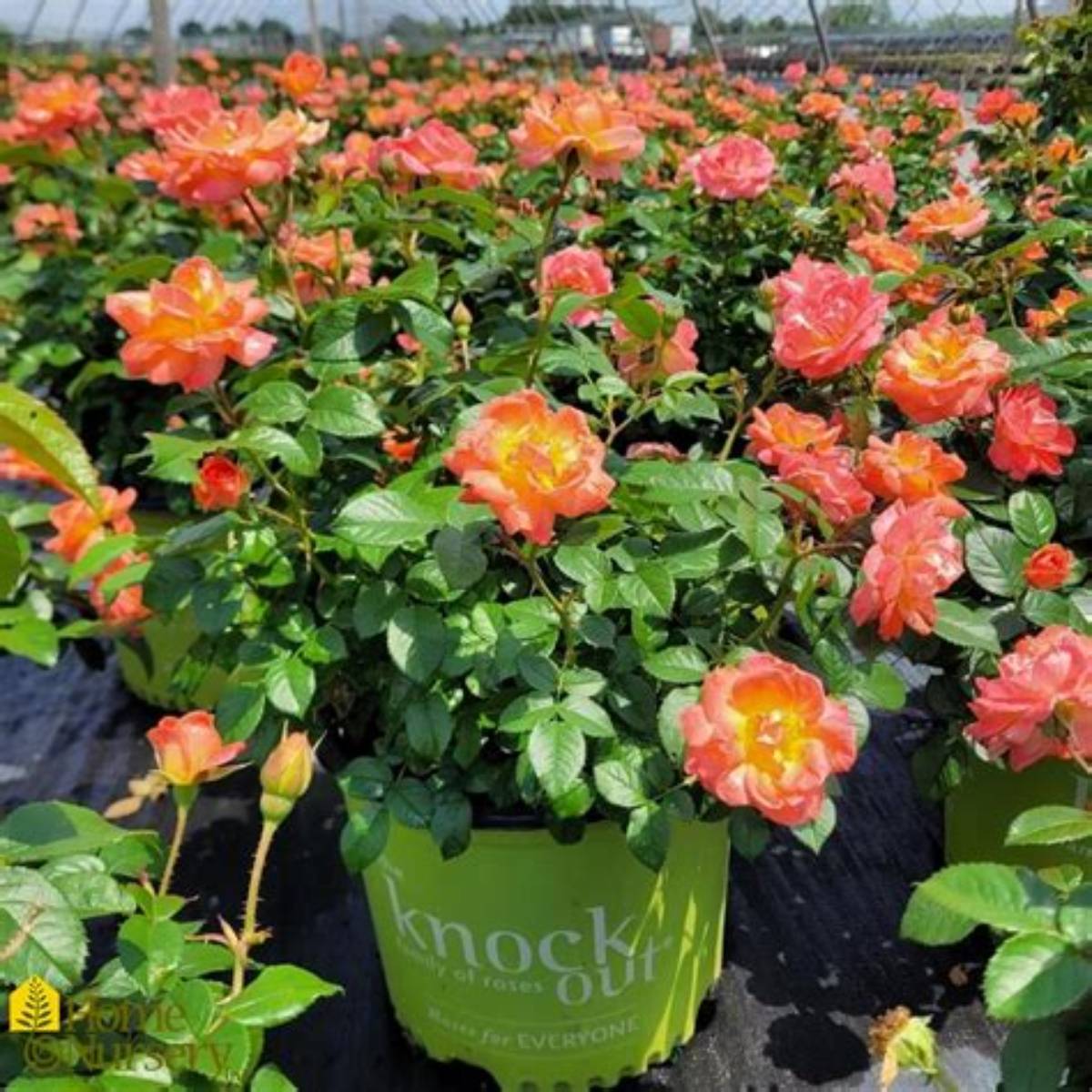 Orange Glow™ Knock Out® Rose