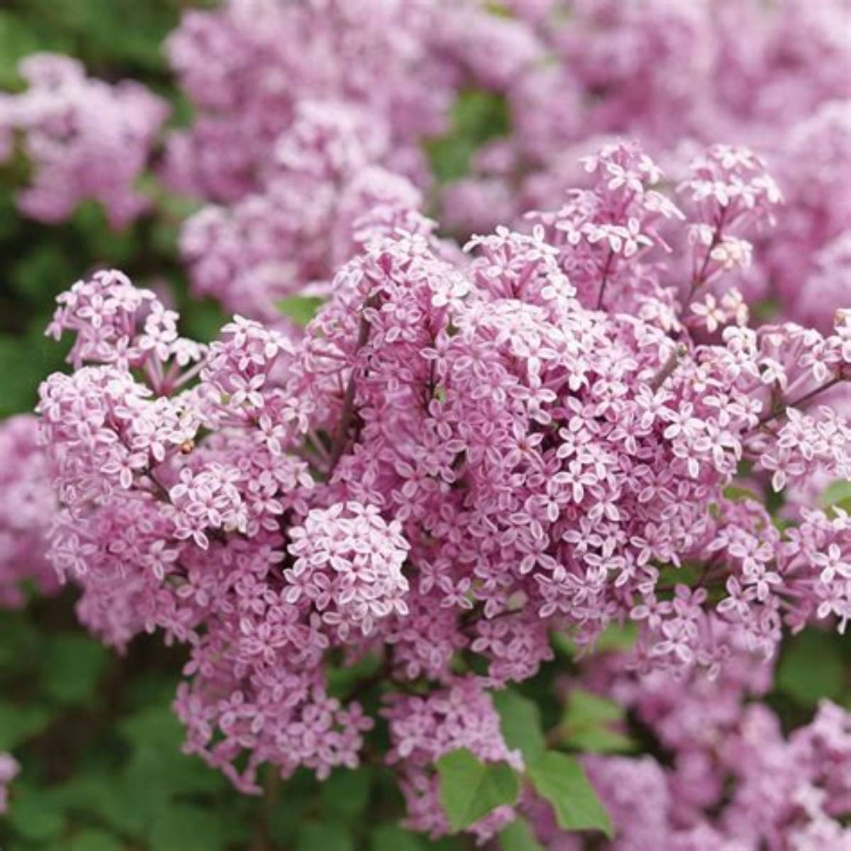 Bloomerang® Purpink™ Lilac