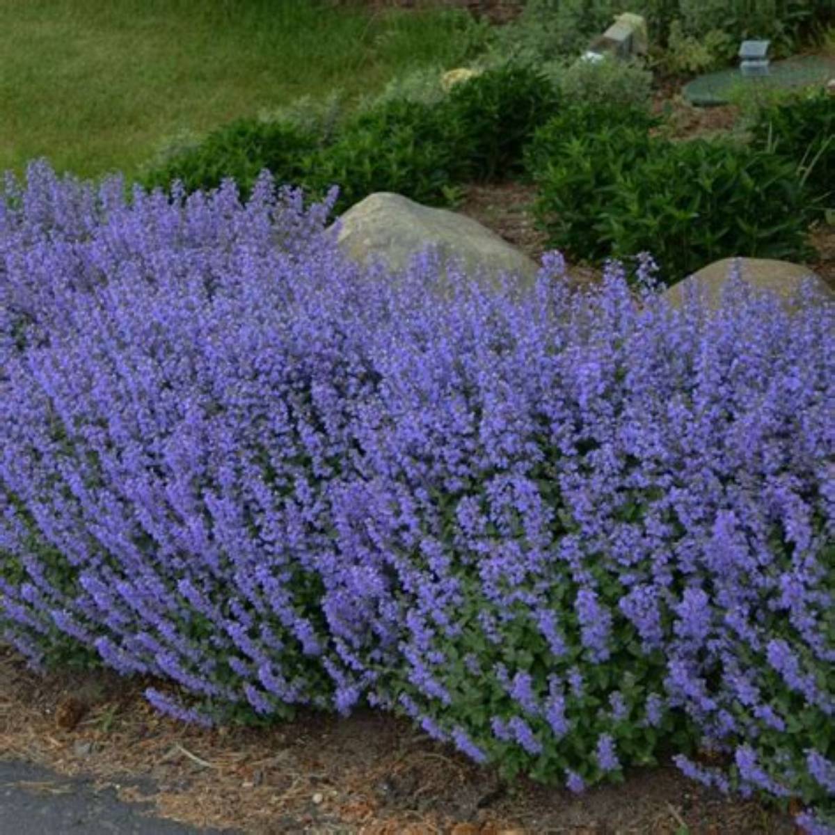Whispurr™ Blue Catmint