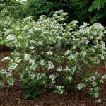 Iroquois Beauty™ Black Chokeberry